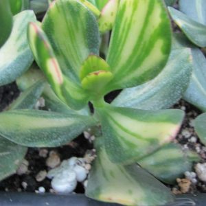 Crassula   Solana