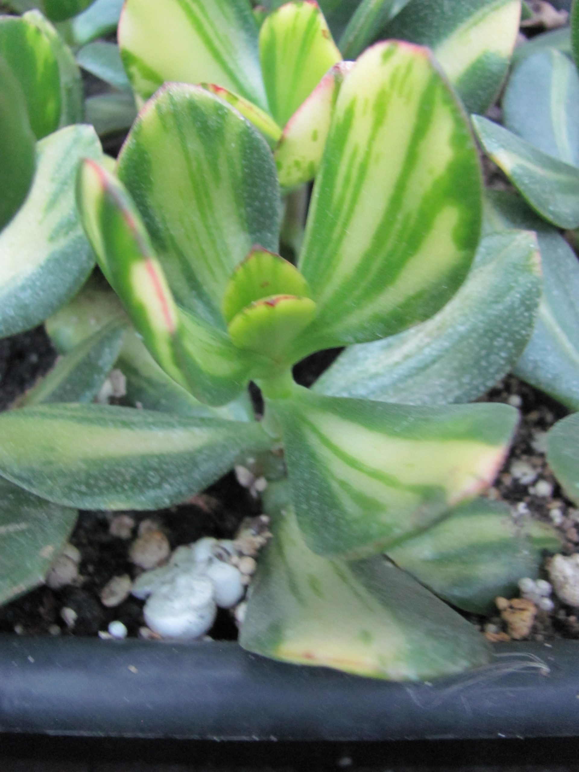 Crassula   Solana