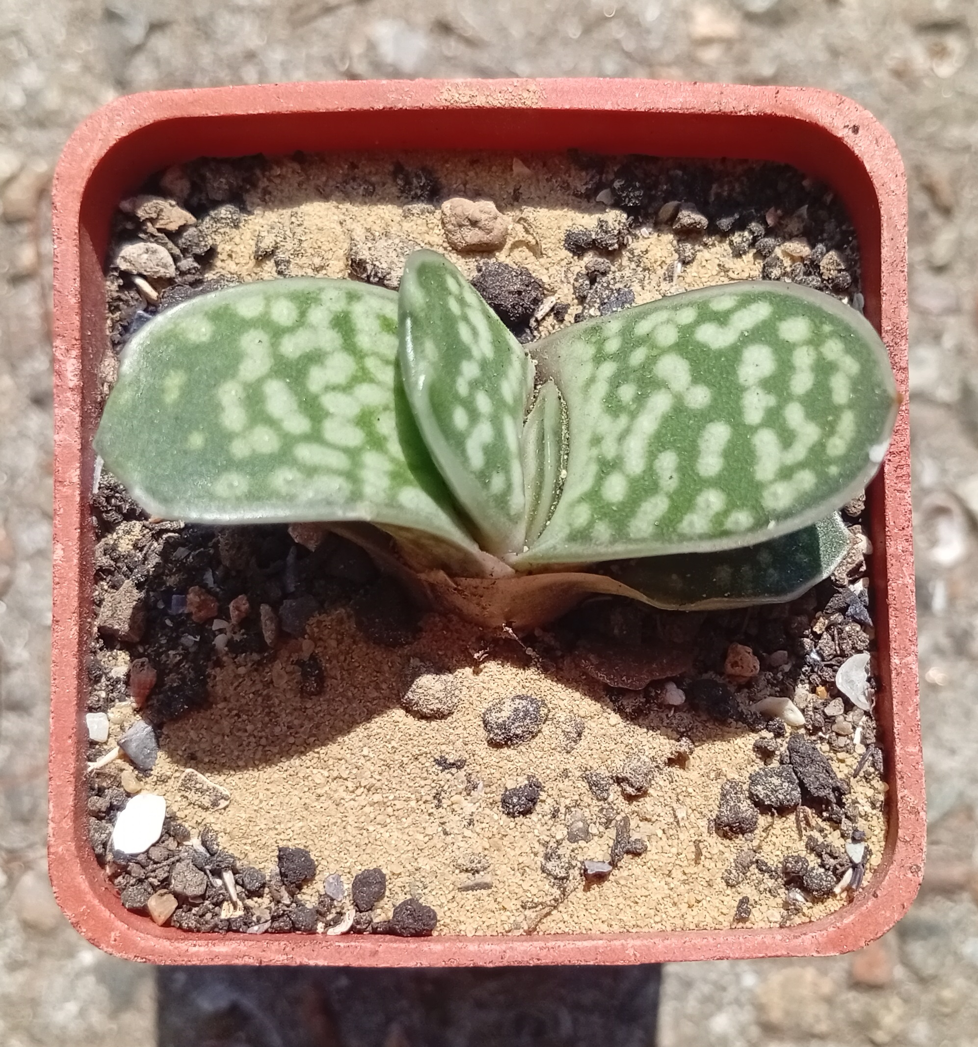 gasteria pillansii f monstrosa