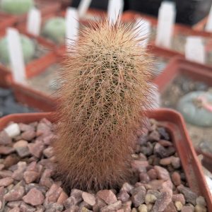 Echinocereus sciurus SB 1258