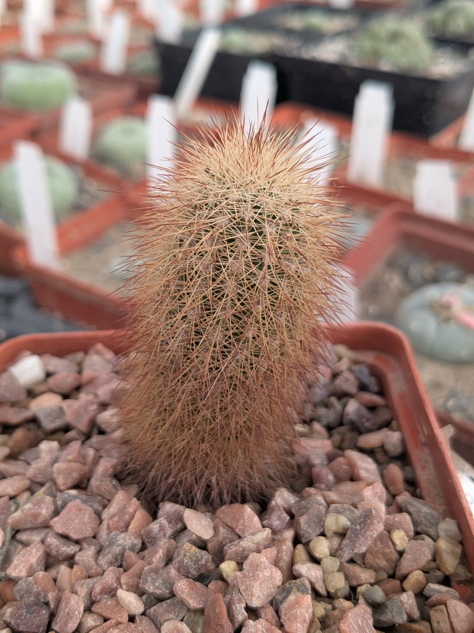 Echinocereus sciurus SB 1258
