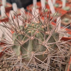Acanthocalycium variiflorum LT127  Sierra Aconquilla