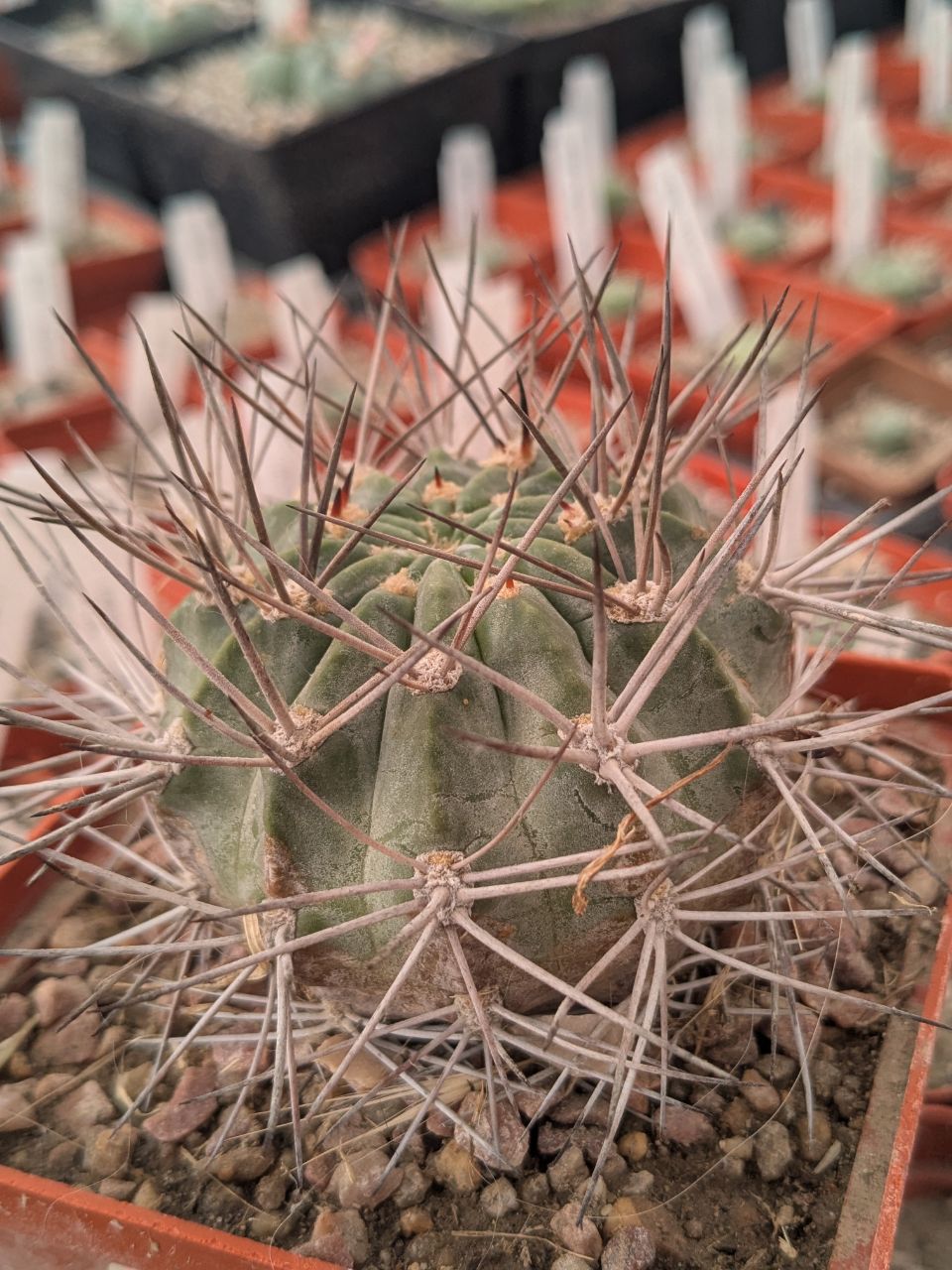 Acanthocalycium variiflorum LT127  Sierra Aconquilla