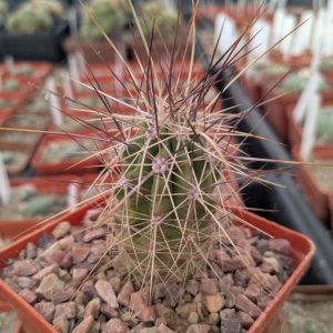 Echinocereus stramineus v. occidentalis PP 1563