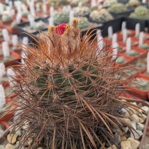Parodia maassii