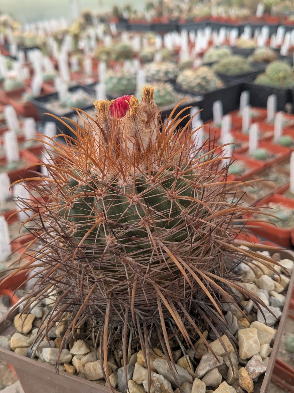 Parodia maassii