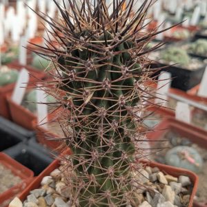 Pyrrhocactus strausianus