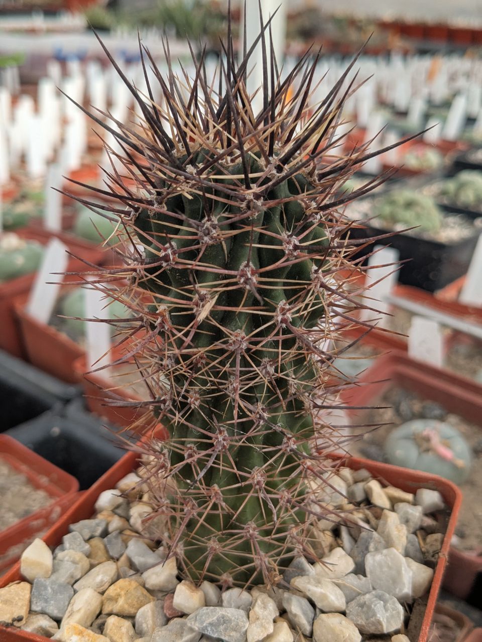 Pyrrhocactus strausianus
