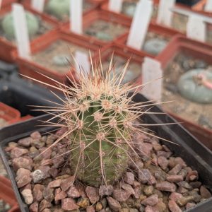 Echinocereus pacificus San Carlos Canyon, Baja California