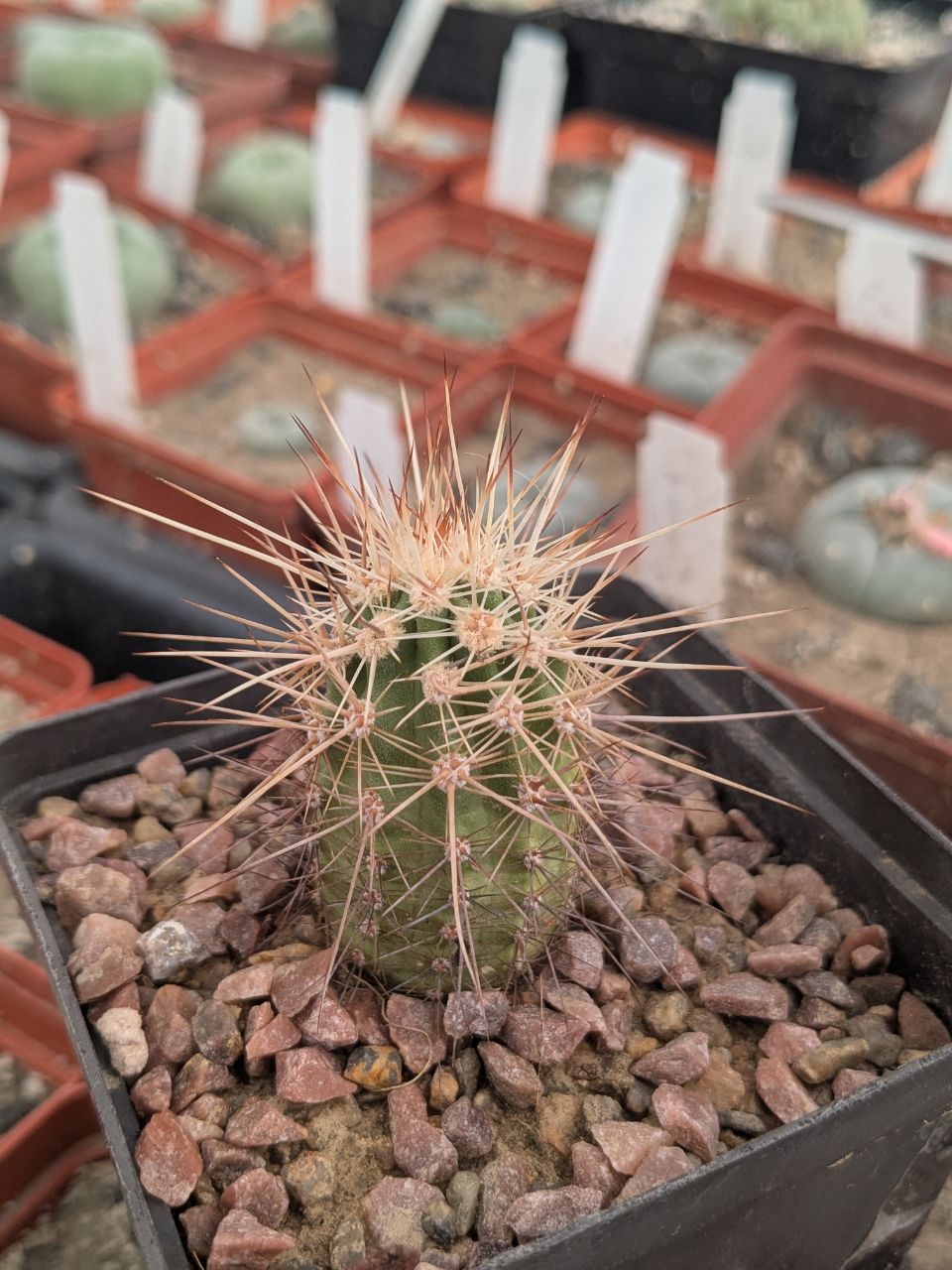 Echinocereus pacificus San Carlos Canyon, Baja California