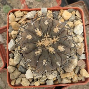Gymnocalycium spegazzinii v. horizonthalonius