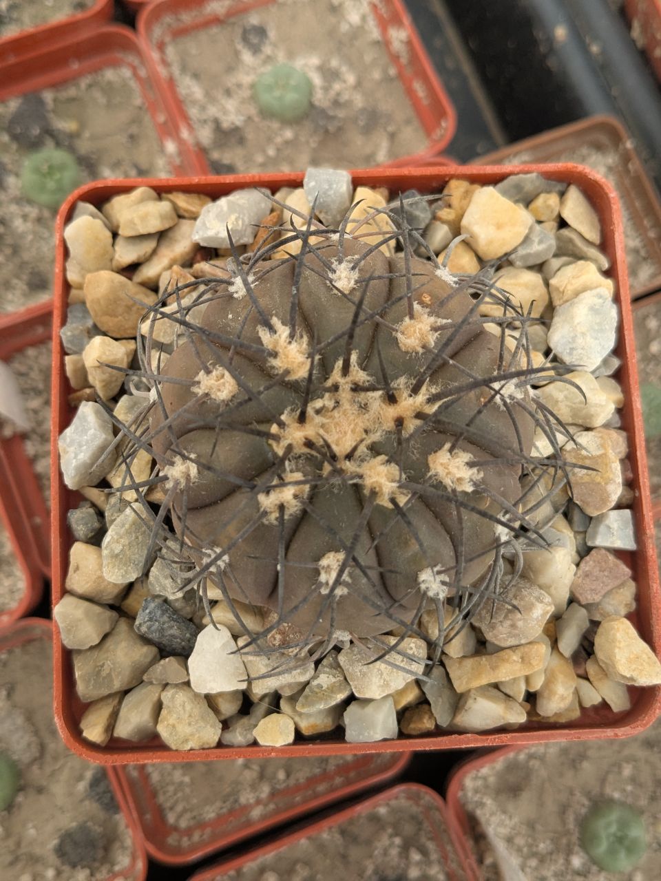 Gymnocalycium spegazzinii v. horizonthalonius