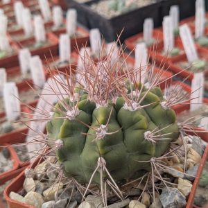 Gymnocalycium valnicekianum
