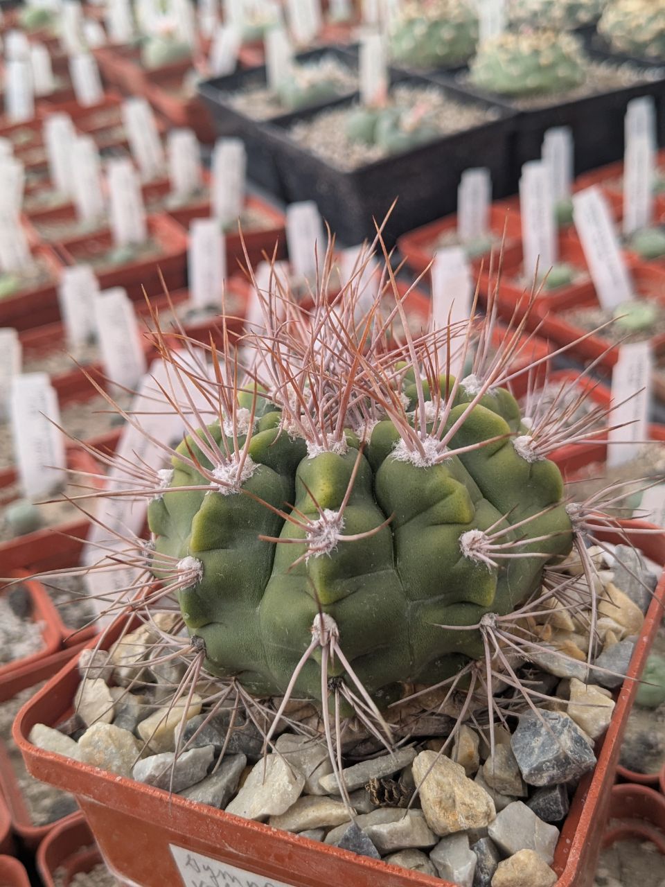 Gymnocalycium valnicekianum