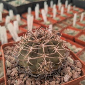 Gymnocalycium pugionacanthum MG