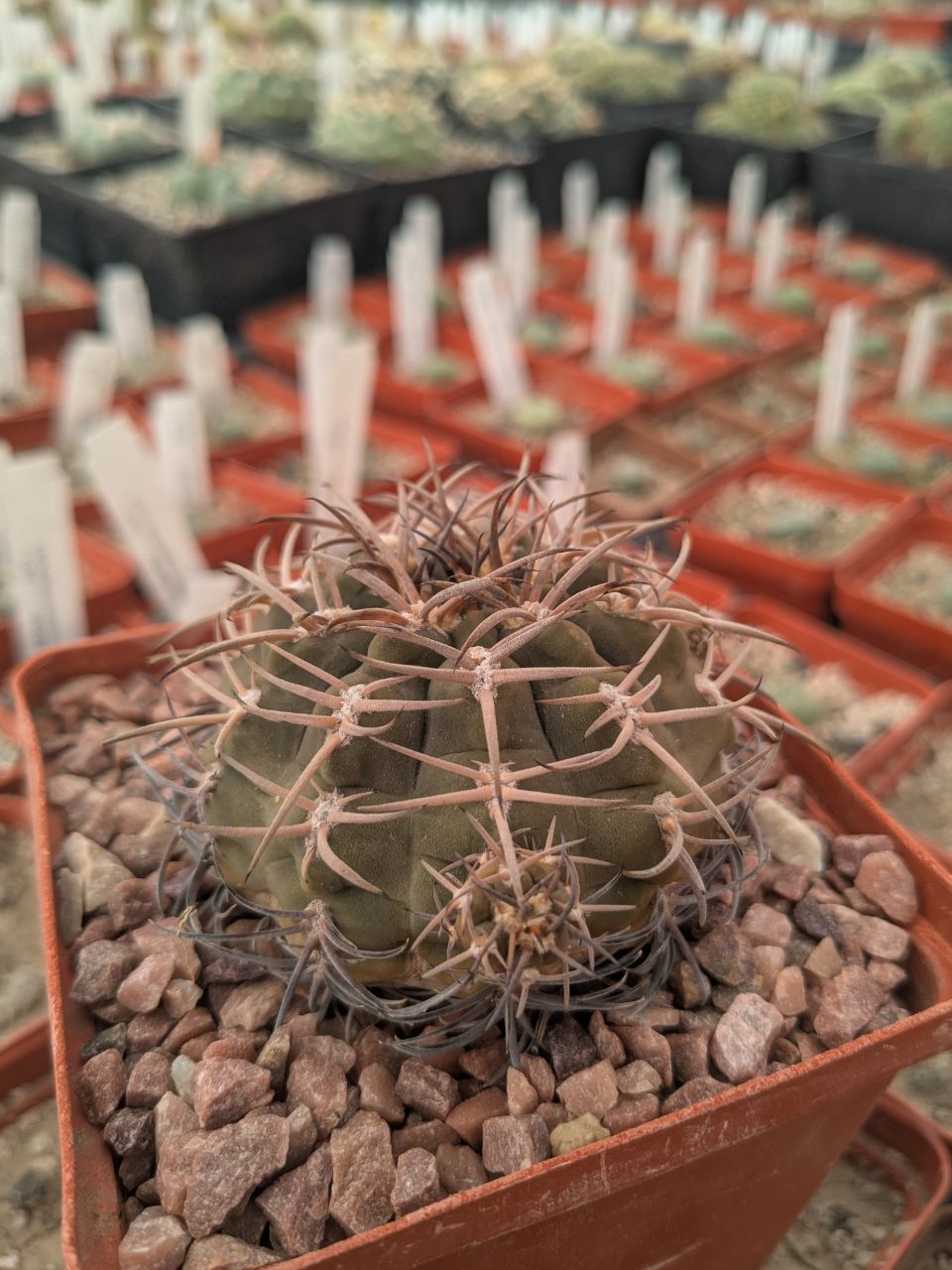 Gymnocalycium pugionacanthum MG