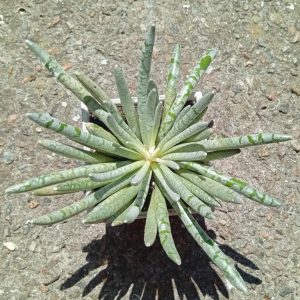 Senecio scaposus