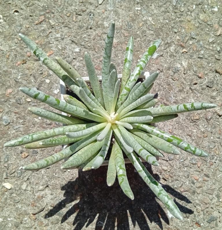 Senecio scaposus