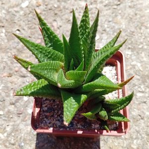 Haworthia limifolia
