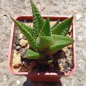 Haworthia limifolia
