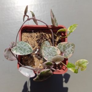 Ceropegia woodii f variegata