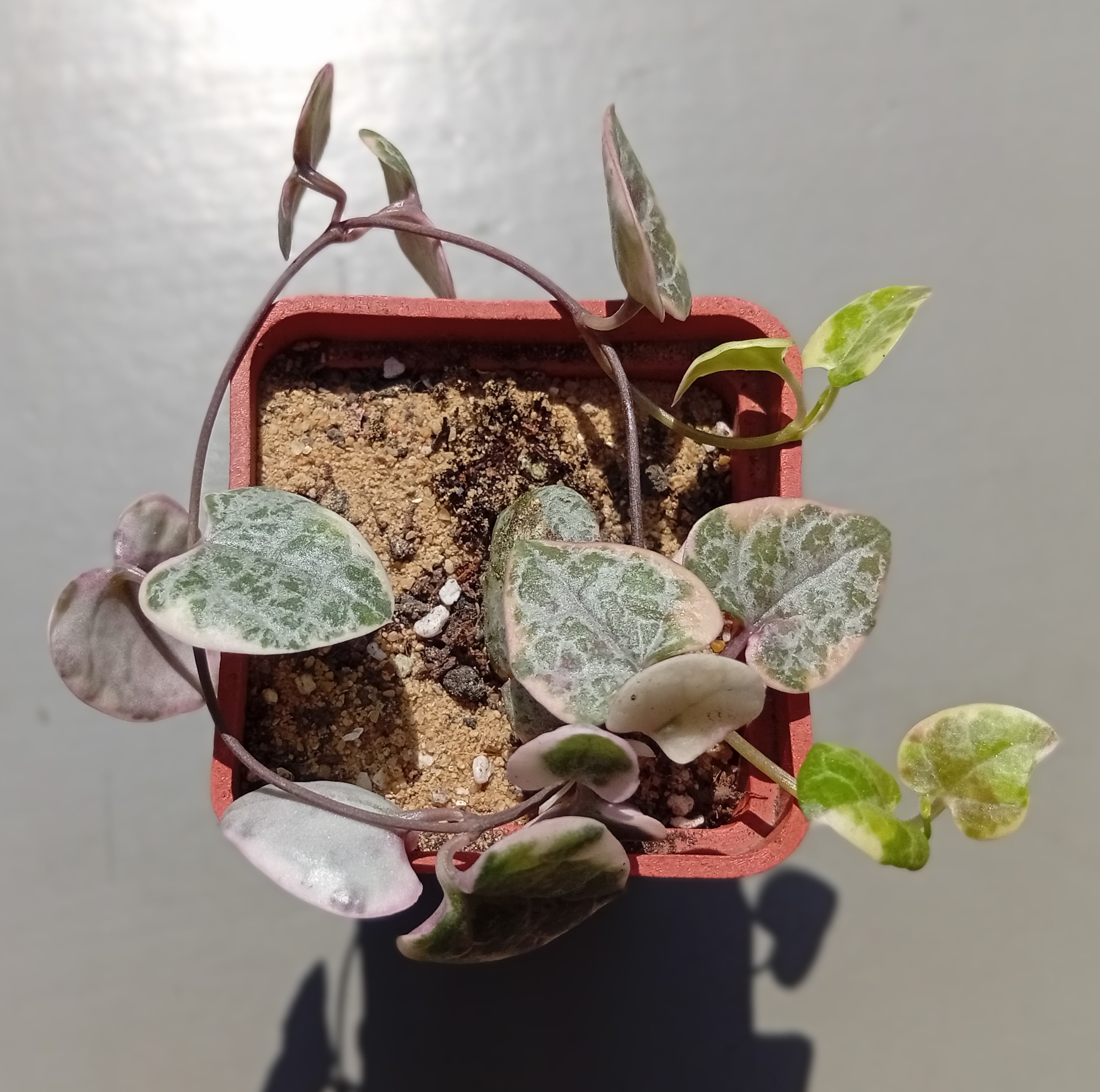 Ceropegia woodii f variegata