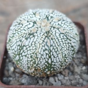 Astrophytum hybrid cоahas x ‘Super Kabuto’