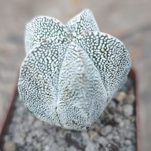 Astrophytum myriostigma onzuka