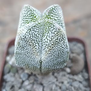 Astrophytum myriostigma onzuka quadricostatum