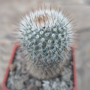 Notocactus scopa