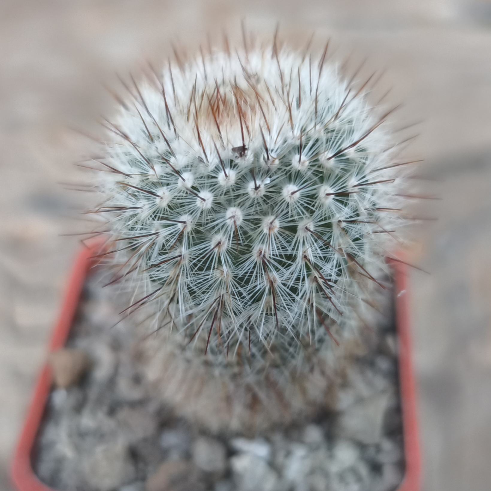Notocactus scopa