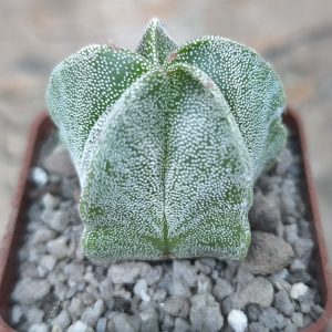 Astrophytum myriostigma