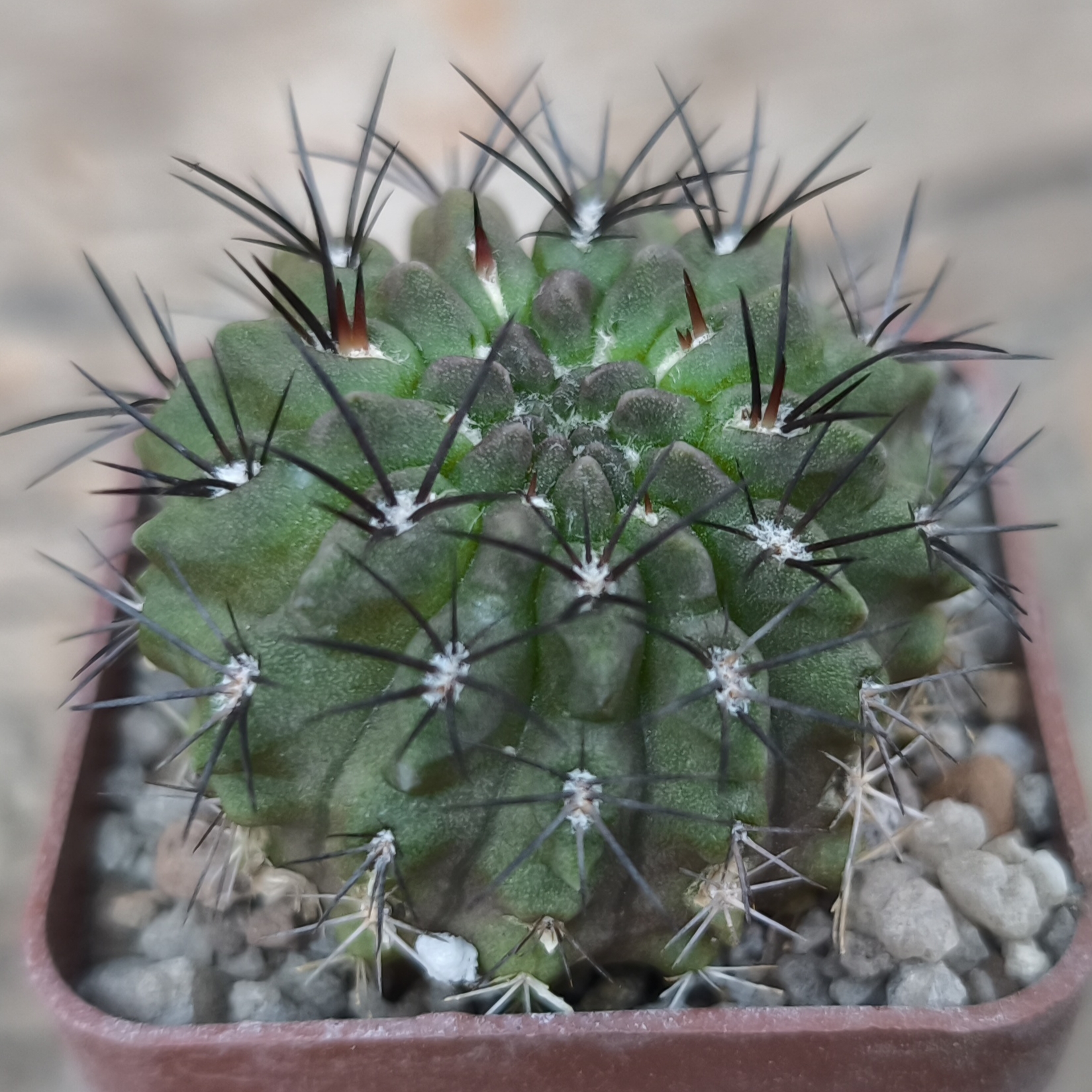 Neoporteria paucicostata