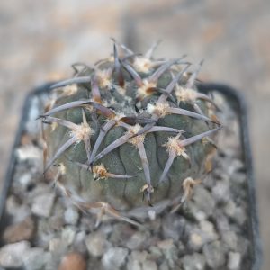 Gymnocalycium riojense v. paucispinum - 7 років(селекція)