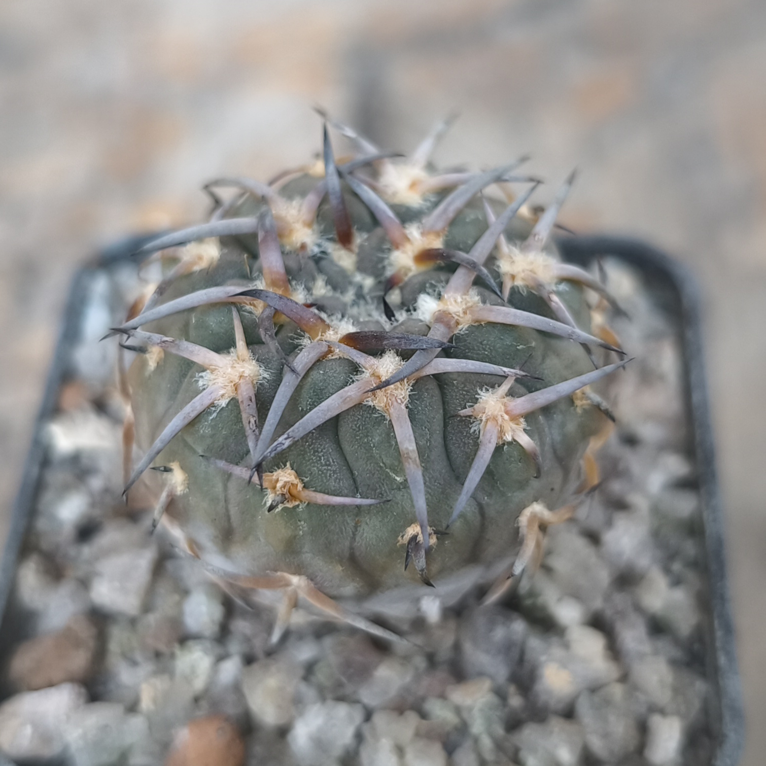 Gymnocalycium riojense v. paucispinum - 7 років(селекція)