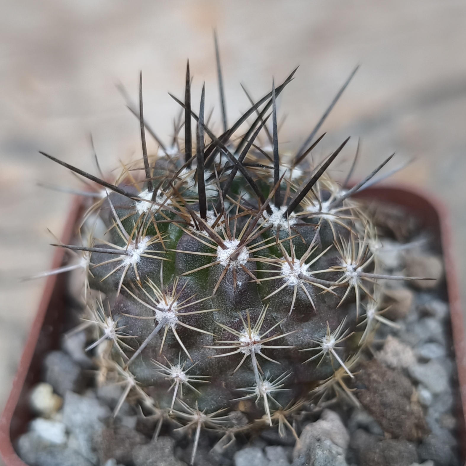 Neoporteria taltalensis