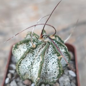 Astrophytum capricorne