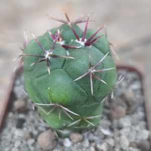 Thelocactus hexaedrophorus