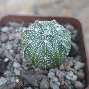 Astrophytum asterias Superkabuto