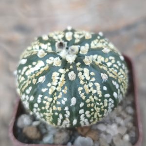 Astrophytum Superkabuto gold