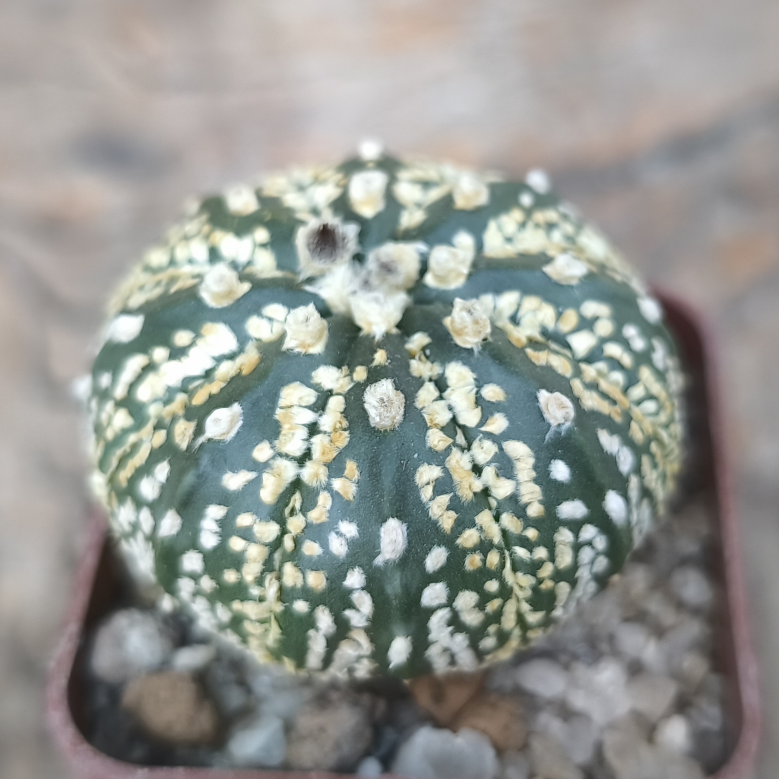 Astrophytum Superkabuto gold