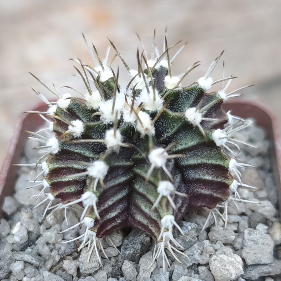 Gymnocalycium friedrichii