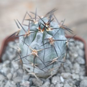 Acanthocalycium glaucum