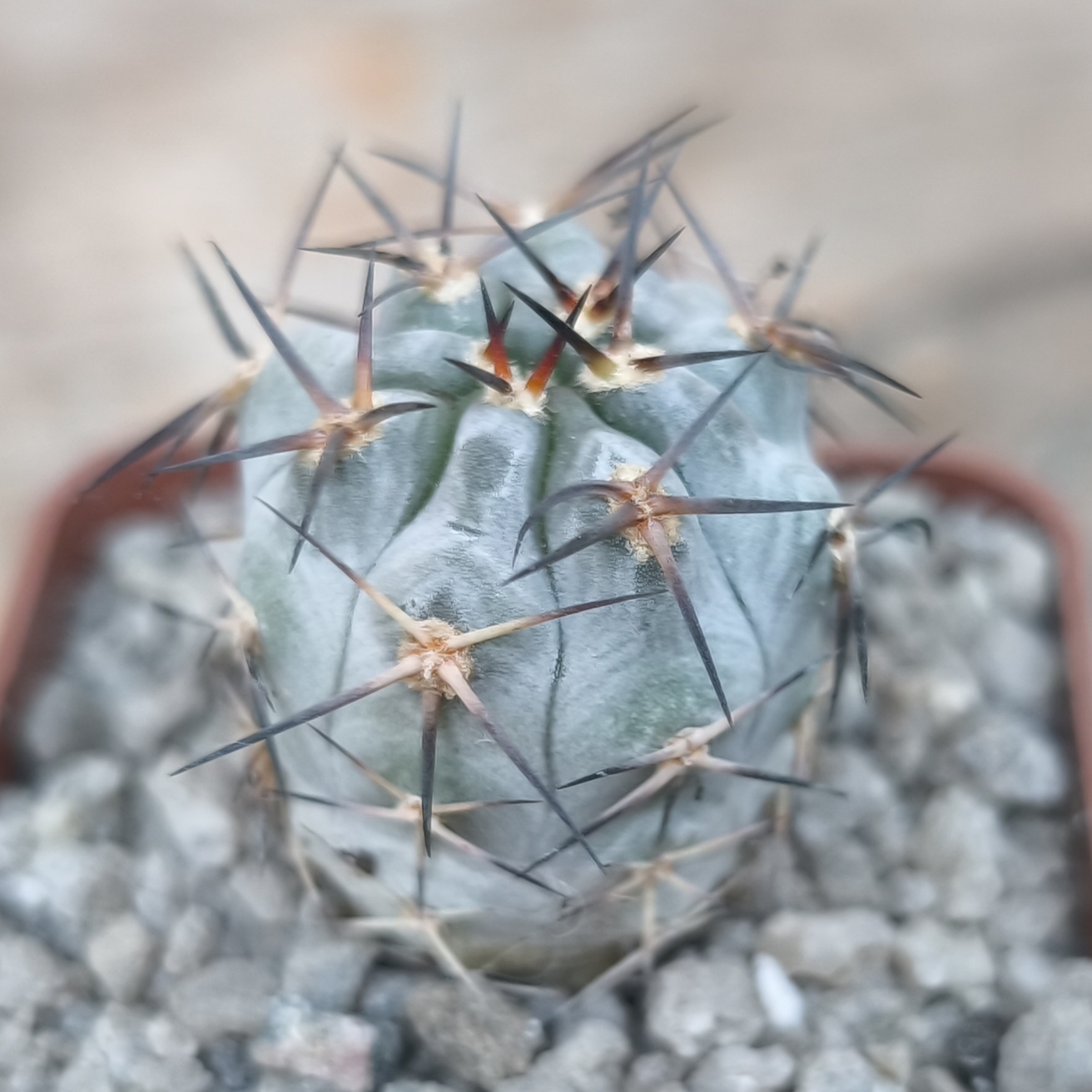 Acanthocalycium glaucum