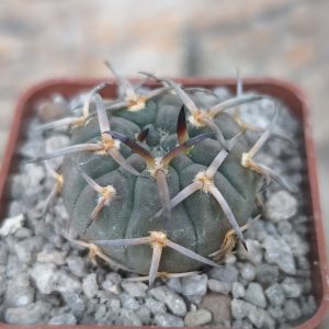 Gymnocalycium riojense v. paucispinum - 7 років(селекція)