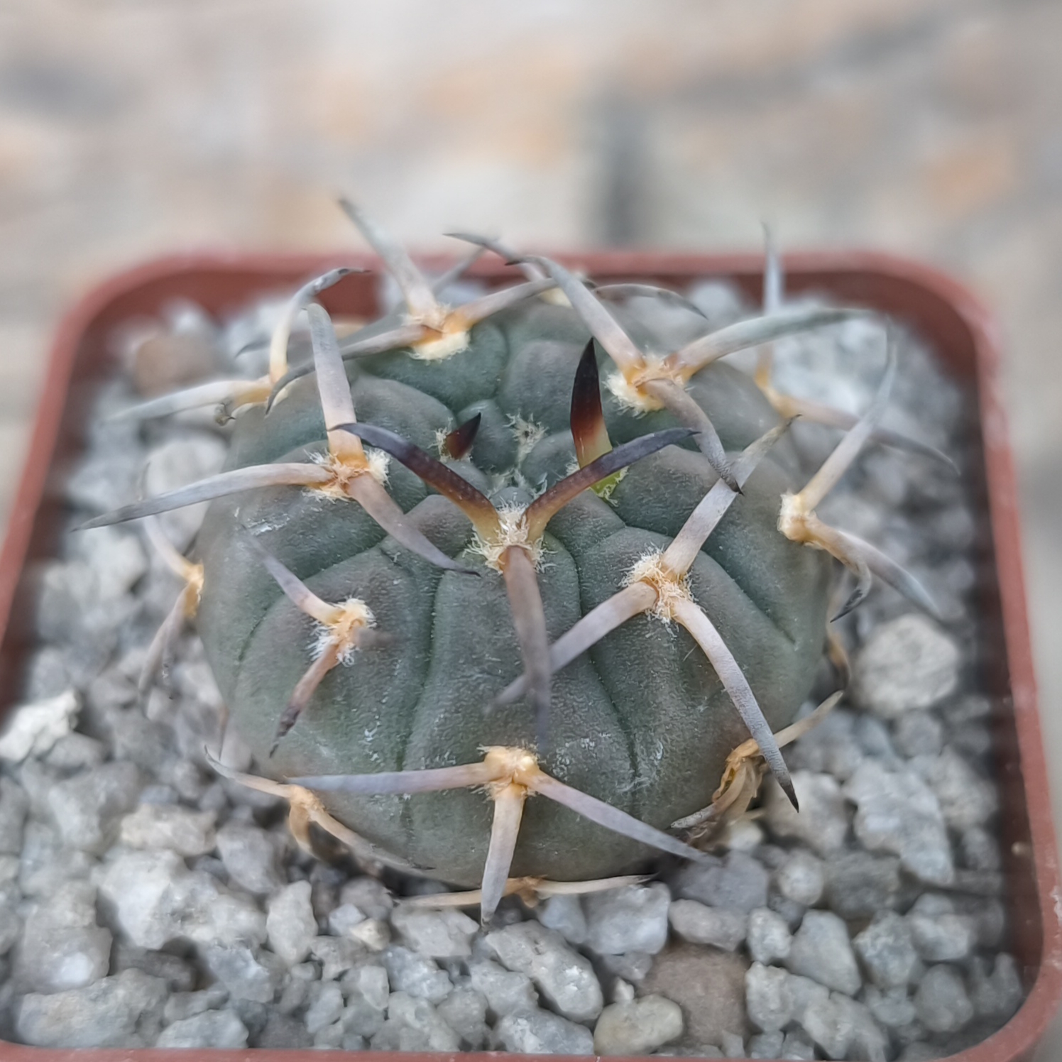 Gymnocalycium riojense v. paucispinum - 7 років(селекція)