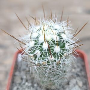 Echinofossulocactus albatus
