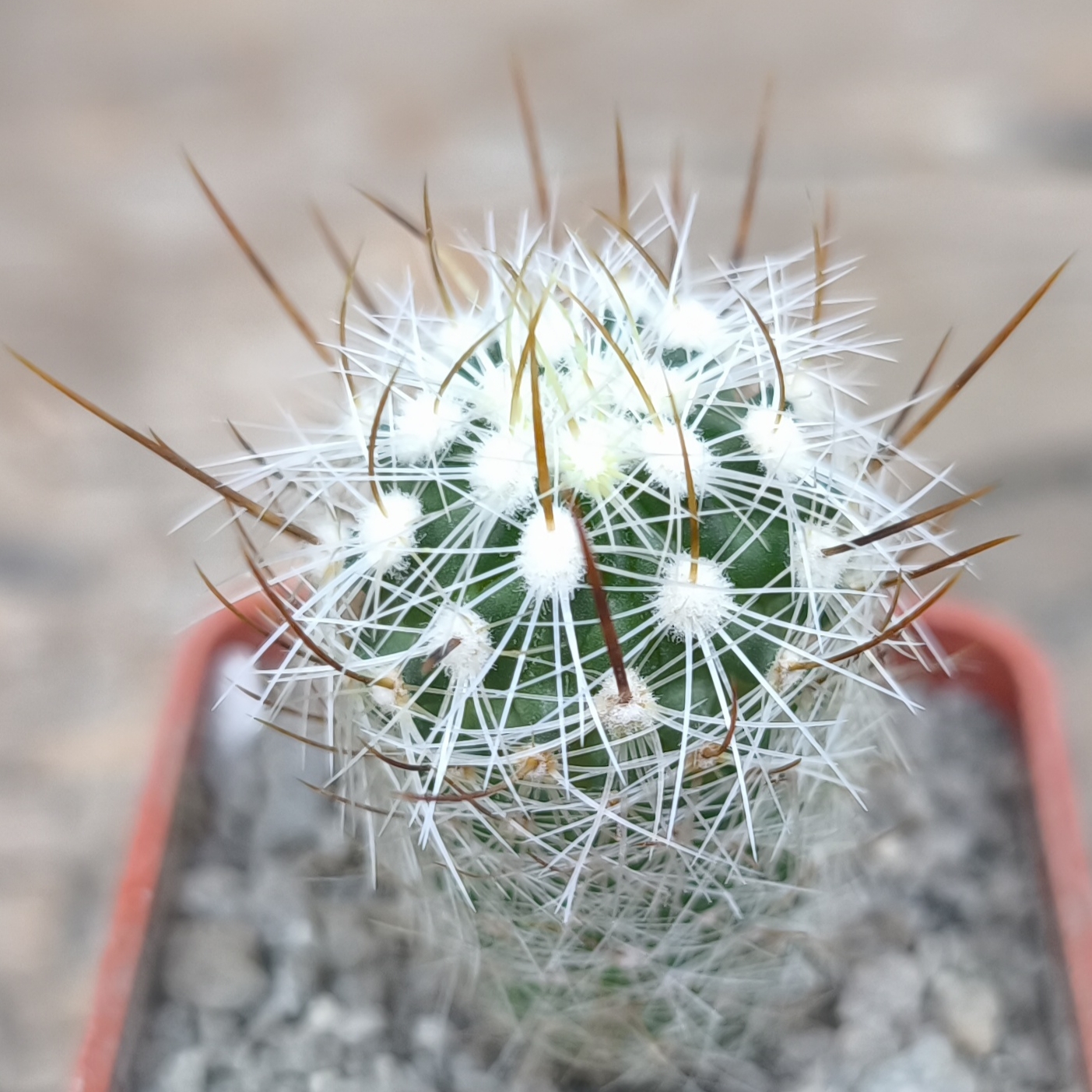 Echinofossulocactus albatus