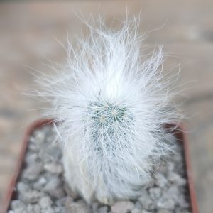 Espostoa ritteri