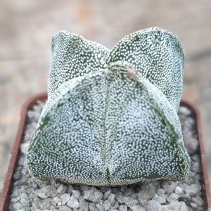 Astrophytum myriostigma quadricostatum